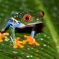 Hear the "chirp" of Costa Rica's tree frogs, like this red-eyed tree frog