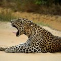 A leopard in Yala National Park