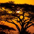 African sunset with acacia tree in Maasai Mara, Kenya. Savannah background in Africa. Typical landscape in Kenya.