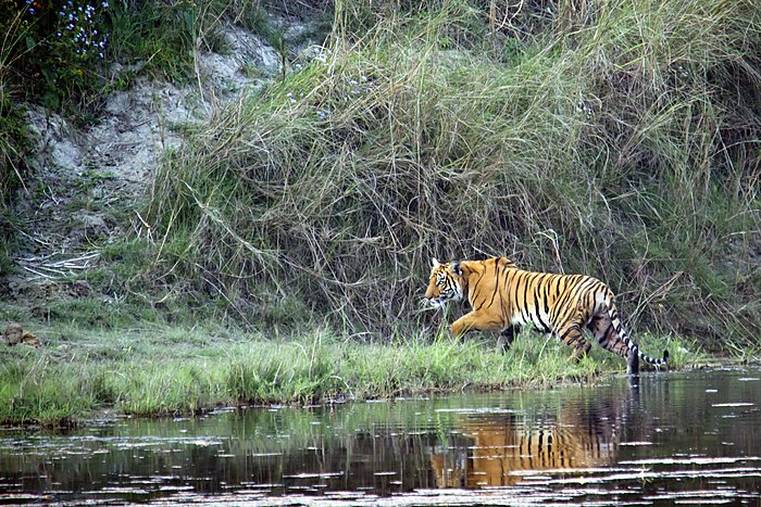 Bardia National Park is one of the best places to catch a glimpse of the rare Royal Bengal Tiger