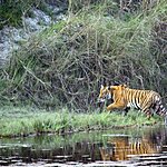 Bardia National Park is one of the best places to catch a glimpse of the rare Royal Bengal Tiger