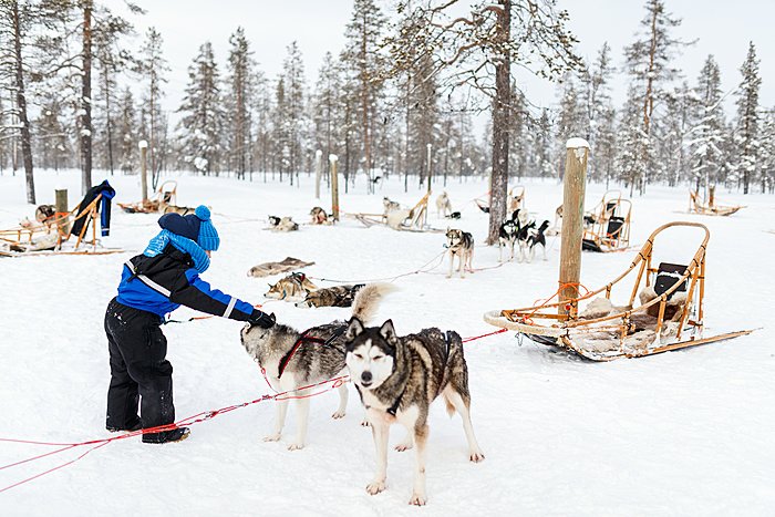 You'll have three days to get to know your own team of huskies