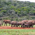 Elephants on parade in South Africa