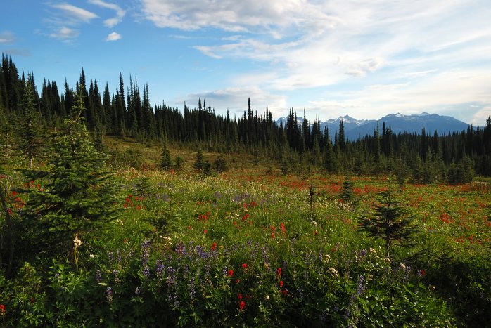 Alpine meadows blanket Mt. Revelstoke in the summer months