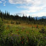 Alpine meadows blanket Mt. Revelstoke in the summer months