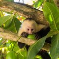 A baby white-faced capuchin in Corcovado National Park