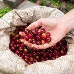 Learn all about Colombia's famous coffee and chocolate