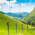 Iconic skinny wax palms in Colombia's coffee region.