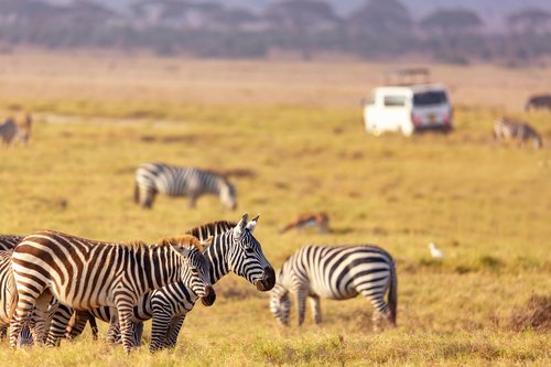 Safari in Kenya