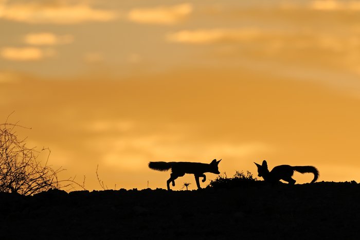 Cape foxes in the Kalahari