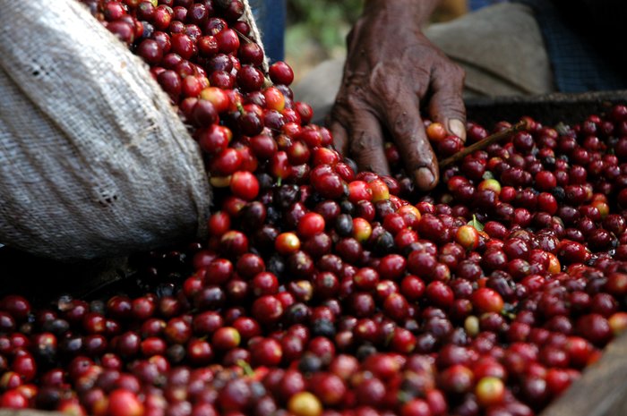 Freshly harvested coffee beans