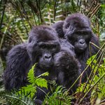 Wild mountain gorillas at Bwindi