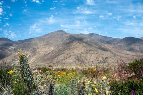 Wildflowers in Chile's Atacama Desert