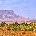 A desert oases in the Draa Valley, Morocco