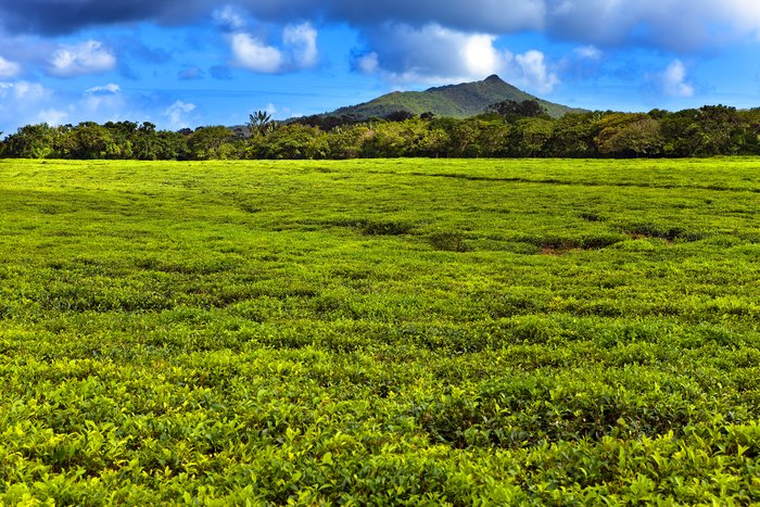 Tea plantation in Mauritius