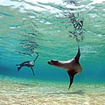 Sea Lions Playing Under the Waves