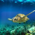 Green turtle swimming underwater in the Galapagos Islands