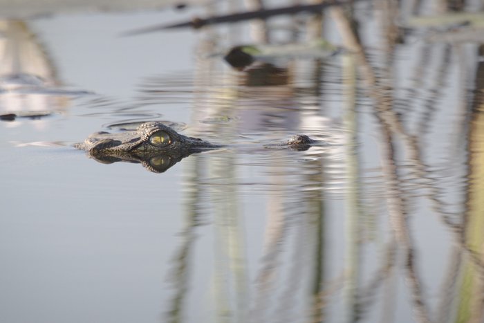 A croc keeps an eye out