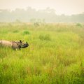 The one-horn rhinoceros found in Chitwan are an endangered species