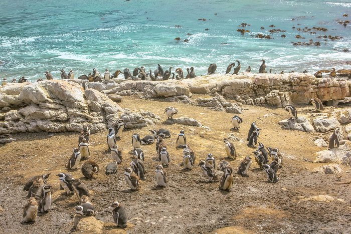 Penguin beach