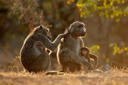 Baboons