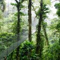 Hanging bridge in Monteverde National Park