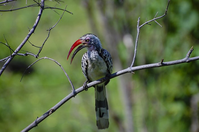 Red-billed hornbill