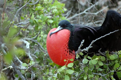 Male frigate bird inflating red pouch on Galapagos Islands 