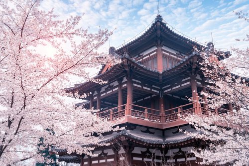 Cherry blossoms in Xi'an