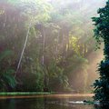 Riverbank lined with untouched rainforest in Tortuguero