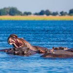 Hippos in Chobe