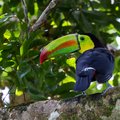 Rainbow-billed Toucan