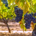 Ripe Wine Grapes in Tuscany 