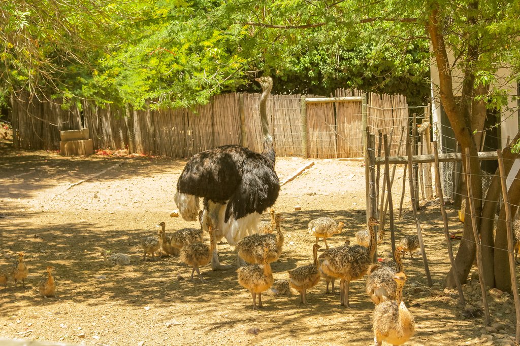Ostrich family