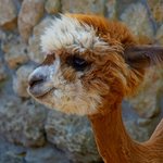 Baby Alpaca