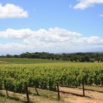 South Africa's Winelands Region