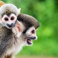 Squirrel monkeys near Leticia