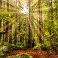Redwoods Forest, Rotorua