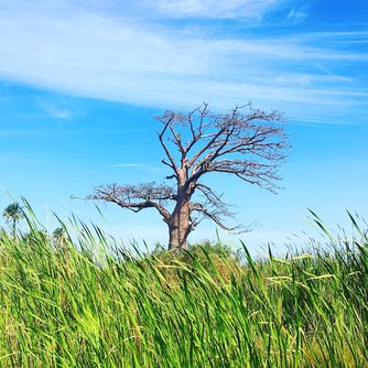 Nature and Culture in The Gambia - 8 Days