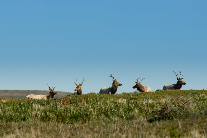 Elks on a hill overlooking the ocean