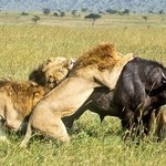 See lions in the wild hunt for buffalo