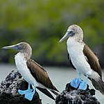Blue-footed boobies