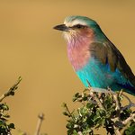 A lilac-breasted roller