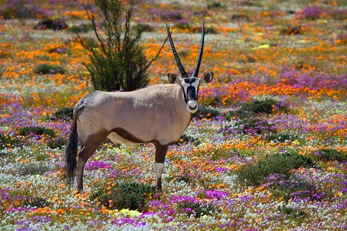 Oryx and wildflowers in Namaqualand