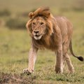 You're sure to spot lions on game drives through Masai Mara National Reserve