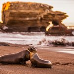 Sea lions on Santiago Island