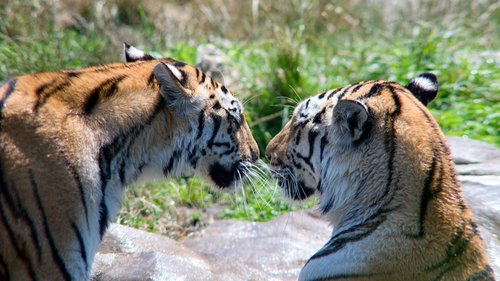 Bengal tigers in India