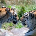 Bengal tigers in India