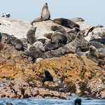 Declare yourself king of the rock