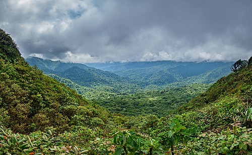 The already green Monteverde Cloud Forest is even more lush during the rainy season